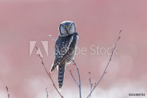 Bild på Northern Hawk owl